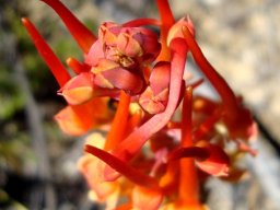 Disa porrecta top of the flower spike